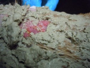 Brown Recluse Spider bite on bulldog